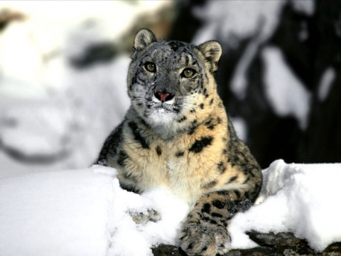 Leopardas sniege